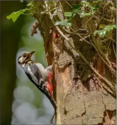  ??  ?? A spotted woodpecker.