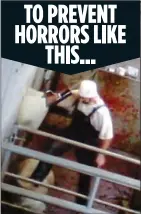  ??  ?? SICKENING: An abattoir worker is caught on camera kicking a sheep