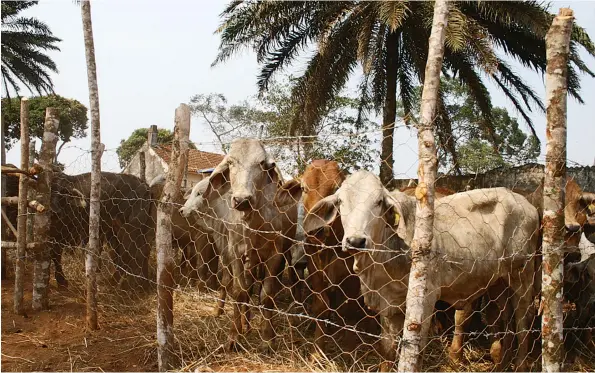  ?? MANUEL FONTOURA | EDIÇÕES NOVEMBRO | NDALATANDO ?? O número de cabeças de gado continua a aumentar na província do Cuanza-Norte onde os criadores são aconselhad­os a levar os animais à vacinação