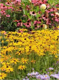  ??  ?? Reliable perennial rudbeckia ‘Goldsturm’