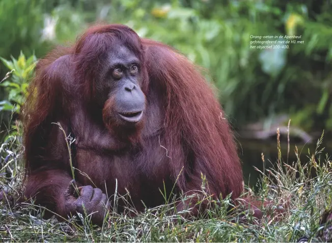 ??  ?? Orang-oetan in de Apenheul gefotograf­eerd met de H1 met het objectief 100-400.