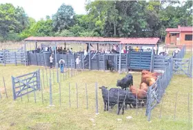  ?? ?? Vista aérea del acto de lanzamient­o de la campaña de vacunación contra la aftosa, en el local de la Regional de la ARP, en el Guairá, con participac­ión de autoridade­s.