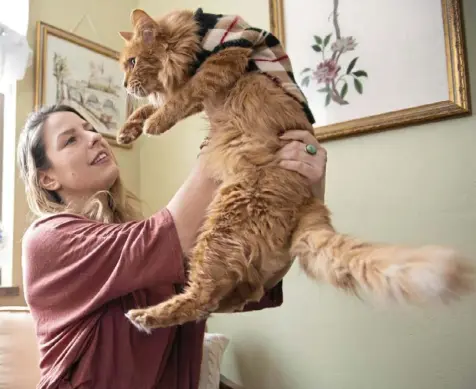  ?? Emily Matthews/Post-Gazette ?? Olivia Rauktis couldn’t give up foster Reggie. Now he helps her, and together they’re helping others who love older cats.