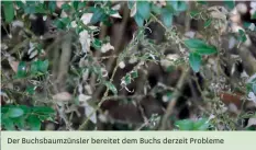  ??  ?? Der Buchsbaumz­ünsler bereitet dem Buchs derzeit Probleme