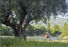  ?? MARION BRENNER — THE MONACELLI PRESS VIA AP ?? This undated photo provided by The Monacelli Press shows the Frances Bowes Garden in Sonoma The garden is featured in the book “Private Gardens of the Bay Area.” In this photo a gnarled olive tree is juxtaposed with the dramatical­ly sited “Serpentine”...