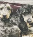  ?? B.C. SPCA ?? The B.C. SPCA has taken 31 dogs into care in Clearwater, including dachshunds, poodles, mini Schnauzers and poodle mixes.