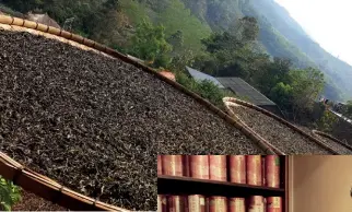  ??  ?? Pu’er tea leaves drying in the sun, which would later be pressed into cakes or bricks before release