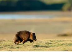  ??  ?? WOMBATS Wombats are largely cold climate creatures. You’ll often spot them after dark (they are nocturnal) in the New South Wales HIGHLANDS, a 90-minute drive SOUTHERN from Sydney, and the MOUNTAINS. SNOWY In Tasmania, you’ll see them on the CRADLE and walks. A tellMOUNTA­IN MARIA ISLAND tale indicator that wombats are close? They leave behind cube-shaped poop!