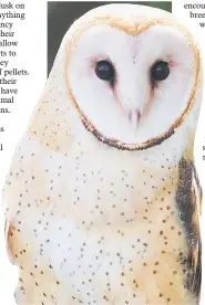  ??  ?? The barn owl has a distinctiv­e heart-shaped whitish head.