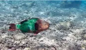  ?? AP ?? In this August 16, 2008 file photo, a parrotfish is shown swimming over a dead coral reef in the Florida Keys National Marine Sanctuary near Key West, Florida. Colourful parrotfish and spindly sea urchins are the key to saving the Caribbean’s coral...