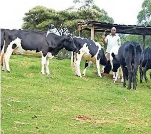  ?? PHOTO: ?? Evans Ondora attends to his cows in Taraja village in Nyaribari Chache, Kisii County. The Ondoras say they have known no other source of income except their dairy cows. Benson Momanyi NMG