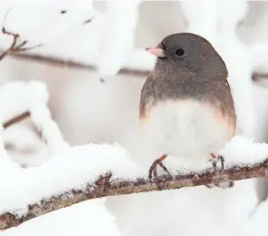  ?? OHIO DIVISION OF WILDLIFE ?? A junco perched in the snow