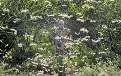  ?? BEN CURTIS ASSOCIATED PRESS FILE PHOTO ?? Ranger Gabriel Lesoipa is surrounded by desert locusts as he and a ground team relay the co-ordinates of the swarm to a plane spraying pesticides in northern Kenya.