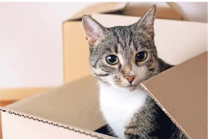  ?? FOTO: GETTY IMAGES/HRABAR ?? Katzen lieben es, sich zu verstecken. Besitzer sollten darauf achten, dass die Tiere nicht im Umzugskart­on landen.