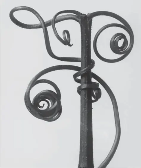  ?? © Karl Blossfeldt ?? Cucurbita (pompoen), 1928.