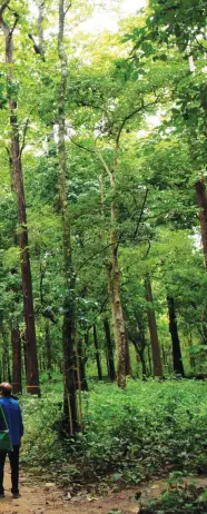  ??  ?? Maharashtr­a has around 0.3 million hectare of plantation­s under the state's forest developmen­t corporatio­n, the most in any state of the country, and has witnessed cases of conflict with forestdepe­ndent tribes over benefit-sharing