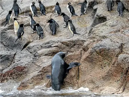  ??  ?? Above: Snares crested penguins are rated as vulnerable, with the current population estimated at 25,000 breeding pairs. Below: Erect-crested penguins.