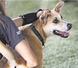  ?? SYDNEY WALSH swalsh@miamiheral­d.com ?? Tasha plays outside with a volunteer at Miami-Dade Animal Services.