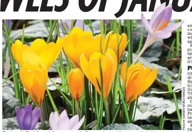  ??  ?? First peek: Feel the spirit soar as early Crocus chrysanthu­s come into bloom