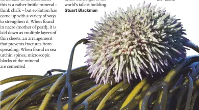  ??  ?? Sea urchin spines – inspiring the architects of the future. 101