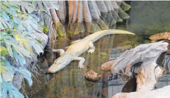  ?? FOTO: DPA ?? Das Albino-Krokodil „Claude“im „grünsten“Museum der Welt.