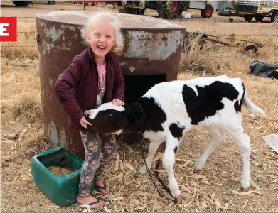  ?? FOTO: ESTELLE FOURIE ?? PLAASVREUG­DE. Amé Fourie (6 jaar) en haar gunsteling­plaasdier, ’n Holsteinka­lf, tydens die Covid-19inperkin­gstyd. Sy is die dogter van mnr. Jan en me. Estelle Fourie van Centurion. Estelle se pa, mnr. Tallie Wilken van Mooipan, Ventersbur­g, sê hy het sy kleinkinde­rs, Amé en haar boetie, Wihan, in die bestek van drie maande plaasjapie­s gemaak terwyl hulle by hom en hulle ouma Ria gekuier het.