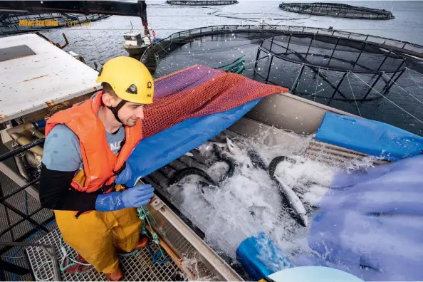  ??  ?? Clockwise from above:
Checking the fish after treatment; farm manager Kendal
Hunter; the Thermolice­r cage-side at Loch Alsh in January