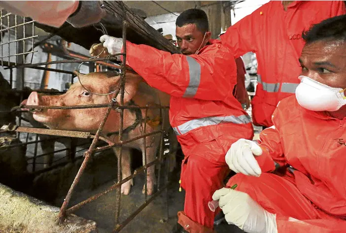  ?? —GRIG C. MONTEGRAND­E ?? BLOOD SAMPLES In this picture taken last month, workers from the Quezon City Veterinary Office extract blood samples from pigs in Barangay Payatas to determine the presence of the African swine fever virus.