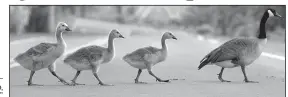  ??  ?? A French Canada goose leads her “oisons” politely across a street in Montreal. An estimated 3,500 of the rare birds have descended on Greers Ferry Lake.