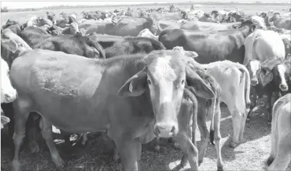  ??  ?? This file picture shows part of the herd of cattle at Arda Antelope Maphisa Estate