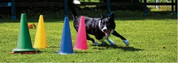  ?? Foto: Hermi Wenzel ?? Beim Hindernisp­arcours gilt es für die tierischen Sportler, höchste Konzentrat­ion zu bewahren.