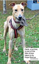  ?? ROB BROWNE ?? Hank, a lurcher, is one of the fake strays taken in by Hope Rescue