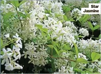  ?? ?? Star Jasmine
Use hard landscapin­g sparingly