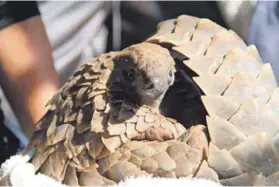  ??  ?? Shield: If it senses danger, the sought-after and bedevilled pangolin will roll up in an attempt to protect itself. Photo: Tikki Hywood Trust July 2015