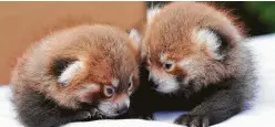  ?? Associated Press ?? In a photo provided by the Rosamond Gifford Zoo, endangered twin red pandas huddle together Tuesday in Syracuse, N.Y.