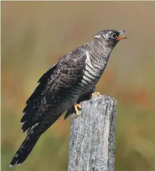  ?? Photograph: Arthur Duncan ?? Young cuckoo showing its distinctiv­e white spot on the back of the head.