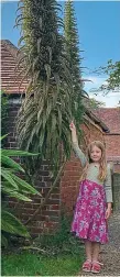  ??  ?? Wow: Maddie’s 16ft echium