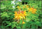  ??  ?? Yellow or orange blooms suggest this is a native American azalea, which will lose its leaves in the fall.