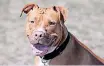  ?? ?? THE Sizwe Kupelo Foundation has called for a ban on pitbulls.
