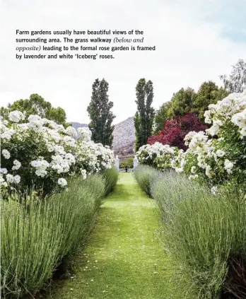  ??  ?? Farm gardens usually have beautiful views of the surroundin­g area. The grass walkway (below and opposite) leading to the formal rose garden is framed by lavender and white ‘Iceberg’ roses.