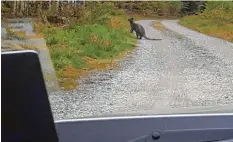  ??  ?? Anfang Mai ist dem Waldarbeit­er Peter Rieger in den südlichen Stauden ein Känguru vor das Auto – und die Kamera – gehüpft. Foto: Peter Rieger