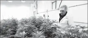  ?? The Associaed Press ?? OBSERVING PLANTS: Morris Denton looks over marijuana plants in a flowering room at Compassion­ate Cultivatio­n, a licensed medical cannabis cultivator and dispensary on Thursday in Manchaca, Texas. Texas is the last major holdout to relent on medical...