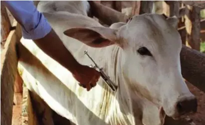  ?? ?? A
vacinação contra a febre aftosa em Pernambuco tem mais adesão que as vacinas para humanos.