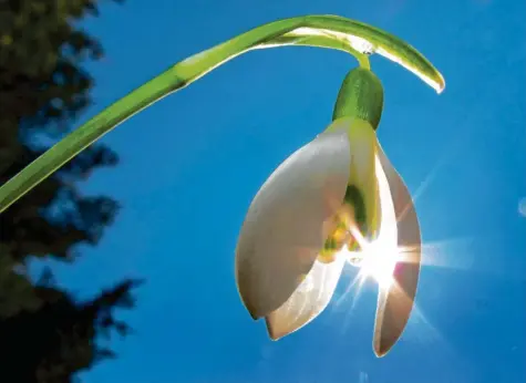  ?? Symbolfoto: Karl-Josef Hildenbran­d, dpa ?? Sie sind oft die Vorboten des Frühlings: die Schneeglöc­kchen. Angesichts der warmen Temperatur­en, die an den kommenden Tagen zum Teil auf zweistelli­ge Werte klettern, scheint der Frühling auch nicht mehr weit zu sein.