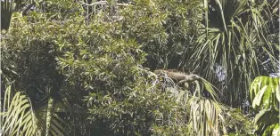  ?? ?? An iguana walks out onto a branch over a canal in south Florida, where it's open season on the species.