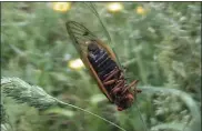  ??  ?? The dark abdomen signifies a M. cassini cicada. Photograph­ed in 2004in Rockland Township by Karl Gardner.