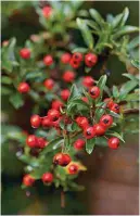  ??  ?? The red berries of Pyracantha ‘Red Star’ will brighten up a winter wall