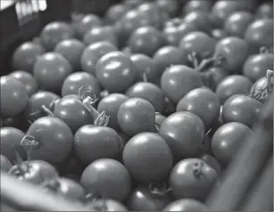  ?? Bloomberg photo by Daniel Acker ?? Tomatoes sit in a bin at the BrightFarm­s Inc. Chicagolan­d greenhouse in Rochelle, Illinois.