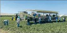  ?? Terry Chea Associated Press ?? FARMWORKER­S pick and pack melons at the author’s farm.