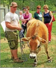  ?? CHRIS BARBER — DIGITAL FIRST MEDIA ?? Albert the steer is led to the grid in the field for Cow Plop Bingo.